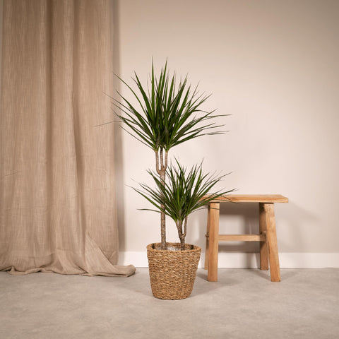 Dracaena 'Marginata' 100cm - Pflegeleichte Zimmerpflanze kaufen bei PlantMyHome