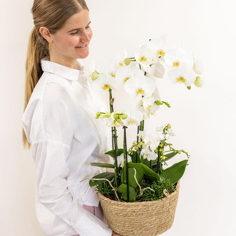 Pflanzenset (Weiß) im Schilfkorb inkl. Wassertank | drei weiße Orchideen und drei Grünpflanzen | Feldstrauß weiß mit autarkem Wassertank