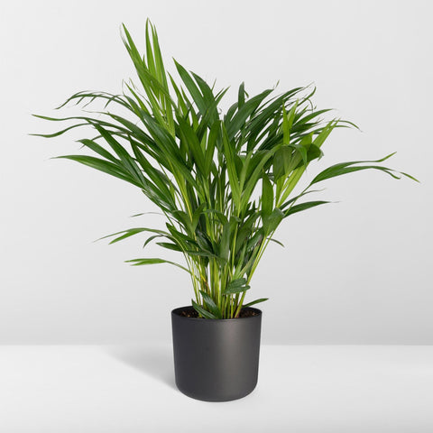 Areca-Palme 60cm - Pflegeleichte Zimmerpflanze kaufen bei PlantMyHome