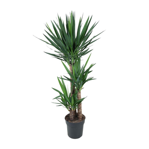 Palmlile (Yucca) - 140cm | ø27