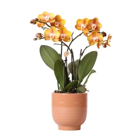 Orange Phalaenopsis-Orchidee Las Vegas im cognacfarbenen glasierten Topf - Topfgröße Ø12cm