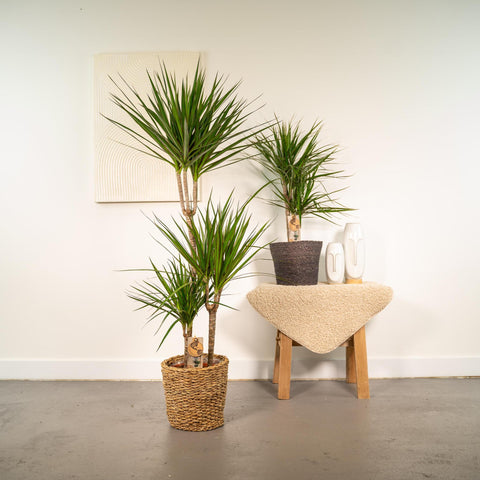 Dracaena Set- 120cm | Ø21cm / 70cm | Ø17cm