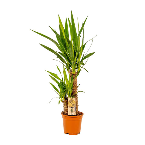 Palmlilie (Yucca) Set - 90cm | Ø17cm