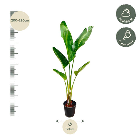 Strelitzia Augusta 210cm - Exotische Zimmerpflanze kaufen bei PlantMyHome