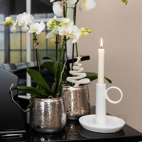 Phalaenopsis Orchidee (Weiß) - Amabilis + Luxus-Ziertopf silber - Topfgröße Ø9cm - 40cm hoch | blühende Zimmerpflanze im Blumentopf - frisch vom Züchter