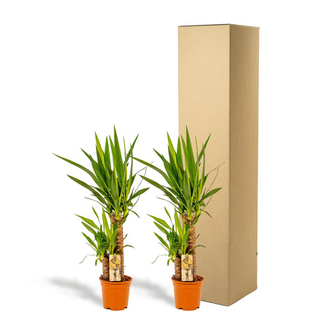 Palmlilie (Yucca) Set - 90cm | Ø17cm