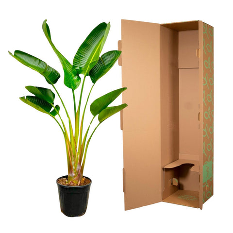 Strelitzia Augusta 160cm - Exotische Zimmerpflanze kaufen bei PlantMyHome