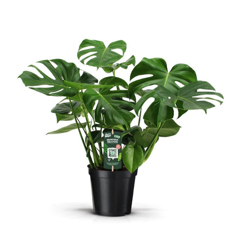 Monstera Deliciosa 70cm - Pflegeleichte Zimmerpflanze kaufen bei PlantMyHome