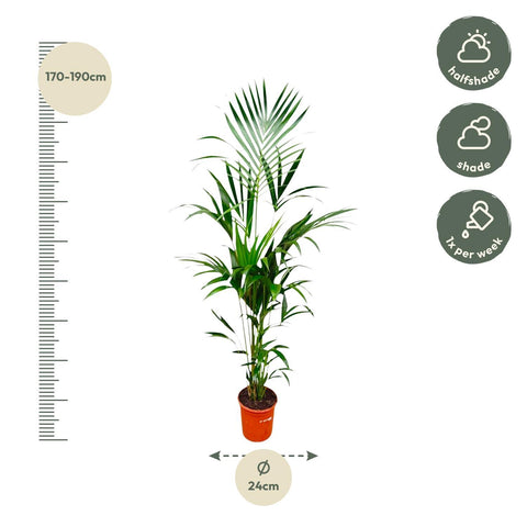 Kentia Palme 180cm - Exotische Zimmerpflanze kaufen bei PlantMyHome