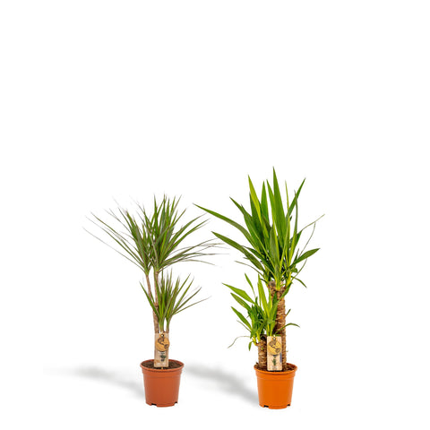 Dracaena/Yucca-Set  - 70cm | Ø17cm / 90cm | Ø17cm