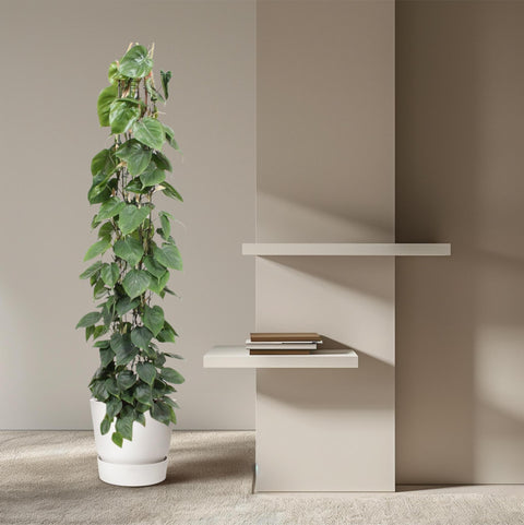Philodendron Scandens am Rankgitter | 160cm