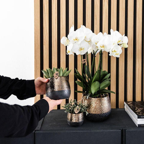 Pflanzenset Home Hub | Grünpflanzen mit weißer Phalaenopsis-Orchidee inkl. schwarzen Keramik-Ziertöpfen und Zubehör