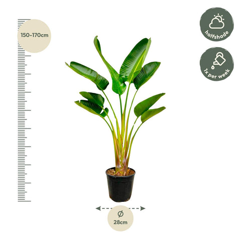 Strelitzia Augusta - 160cm | Ø28