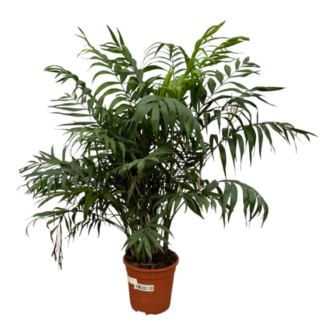 Bergpalme 100cm - Pflegeleichte Zimmerpflanze kaufen bei PlantMyHome