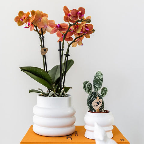 Orange Phalaenopsis Orchidee - Mineral Bolzano + Bubble Topf weiß - Topfgröße Ø9cm | blühende Zimmerpflanze - frisch vom Züchter