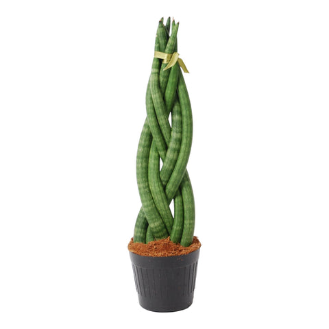 Sansevieria 'Twist' | 40cm | ø10,5