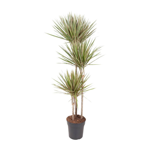 Dracaena 'Bicolor' 150cm - Pflegeleichte Zimmerpflanze kaufen bei PlantMyHome