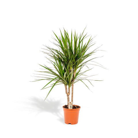 Dracaena 'Marginata' -  90cm | Ø17cm