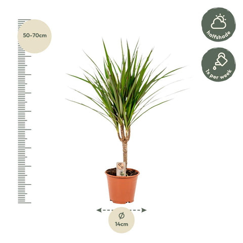 Dracaena 'Marginata' 60cm - Pflegeleichte Zimmerpflanze kaufen bei PlantMyHome