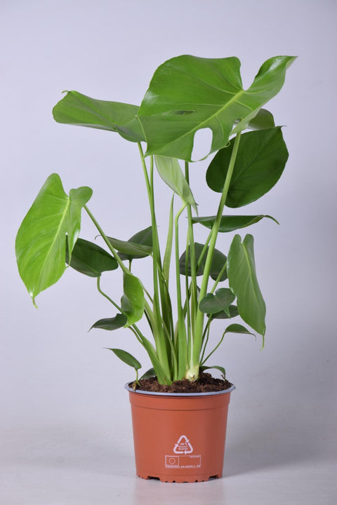 Monstera Deliciosa – Ø17cm – Höhe ca. 60cm