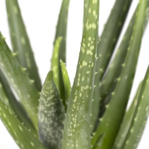 Aloe Vera - 40cm