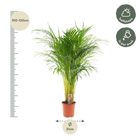 Goldfruchtpalme (Areca Palme) - 110cm | Ø21cm