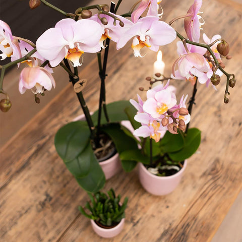 Orchidee 'Altrosa Phalaenopsis'  in rosa glasiertem Topf - Ø12cm