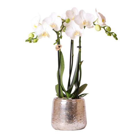 Phalaenopsis Orchidee (Weiß) - Amabilis + Luxus-Ziertopf silber - Topfgröße Ø9cm - 40cm hoch | blühende Zimmerpflanze im Blumentopf - frisch vom Züchter