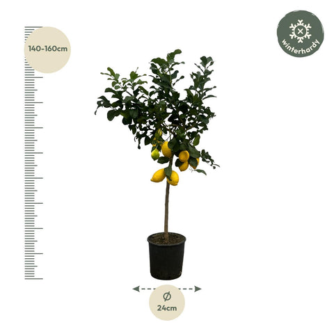 Zitronenbaum (Citrus Lemon) | 150cm