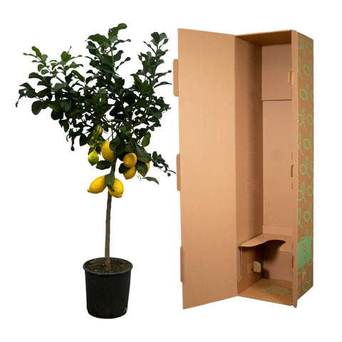 Zitronenbaum (Citrus Lemon) | 150cm