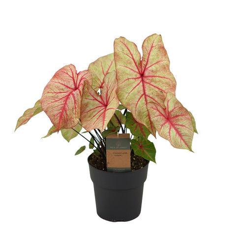 Caladium 'Autumn Beauty' - 65cm | Ø21cm