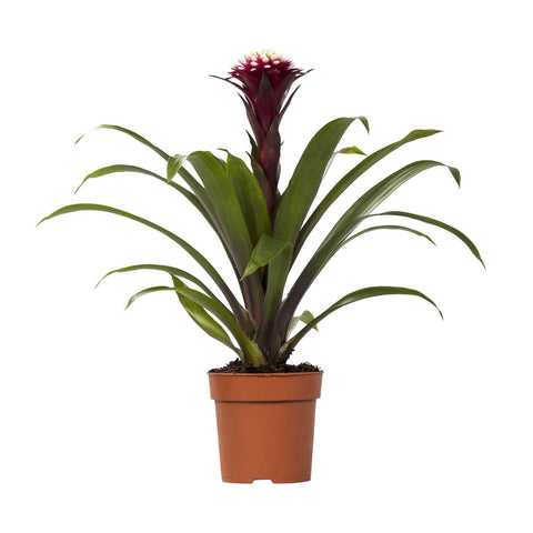 Guzmania Fransesca 45cm - Pflegeleichte Zimmerpflanze kaufen bei PlantMyHome