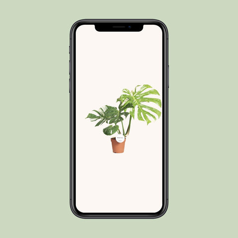 Monstera Thai Constellation - 40-50cm