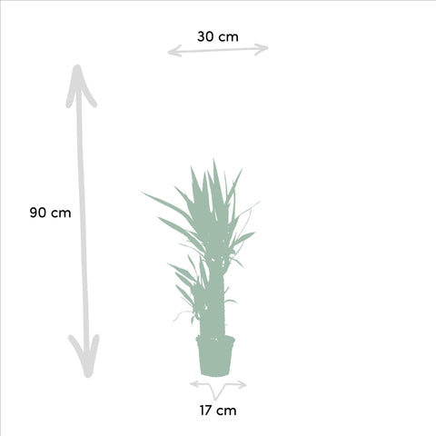 Dracaena/Yucca-Set  - 70cm | Ø17cm / 90cm | Ø17cm