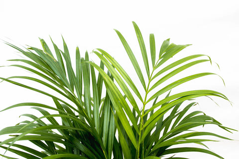 Goldfruchtpalme (Areca) 110cm - Exotische Zimmerpflanze kaufen bei PlantMyHome