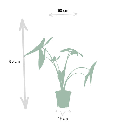 Monstera Deliciosa - 75cm + Alocasia Zebrina - 75cm + Strelitzia Nicolai - 85cm + Musa Dwarf Cavendish - 85cm