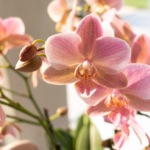 Orchidee 'Altrosa Phalaenopsis' | Topfgröße Ø12cm