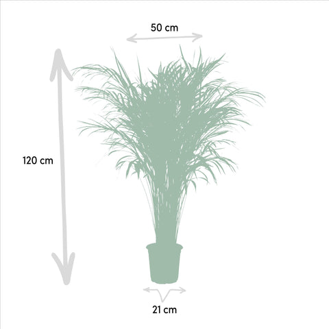 Goldfruchtpalme (Areca Palme) - 110cm | Ø21cm