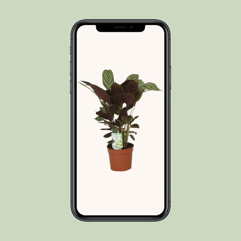 Calathea Compactstar - 40cm