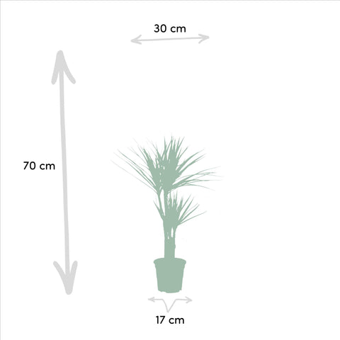 Dracaena/Yucca-Set  - 70cm | Ø17cm / 90cm | Ø17cm