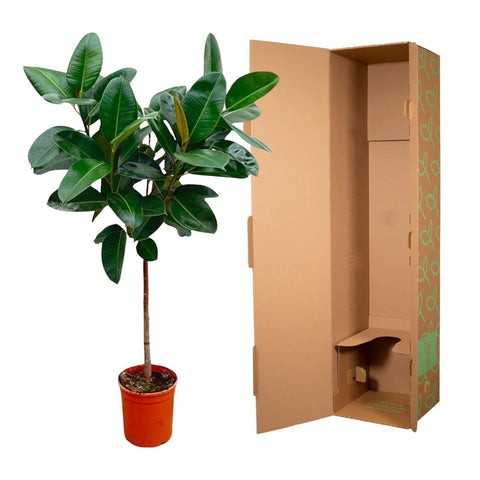 Ficus Elastica 'Robusta' - 130cm | ø24