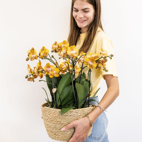 Orchideen-Set (Orange) im Schilfkorb inkl. Wassertank | drei orange Orchideen Las Vegas 12cm | Mono Bouquet orange mit autarkem Wassertank.