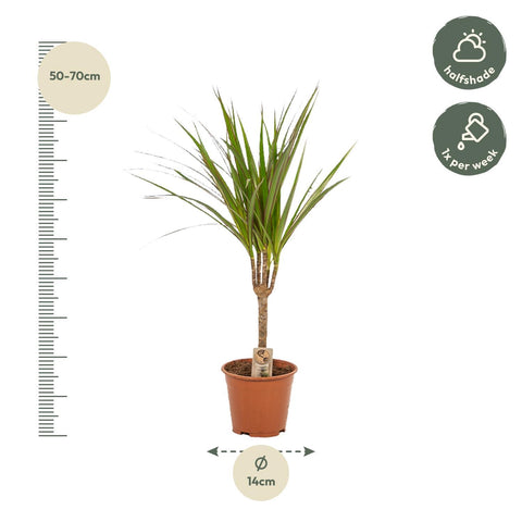 Dracaena Set - 60cm | Ø14cm