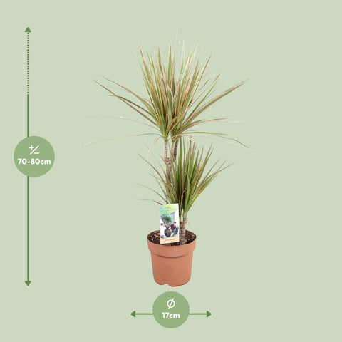 Dracaena 'Bicolor' 80cm - Pflegeleichte Zimmerpflanze kaufen bei PlantMyHome