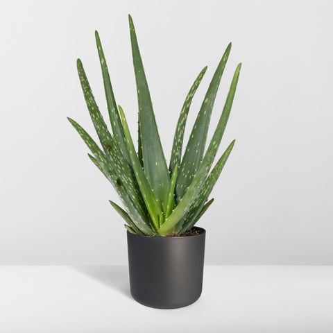 Aloe Vera - 40cm