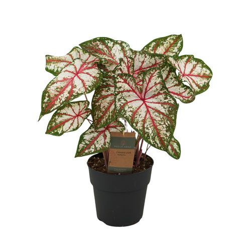 Caladium