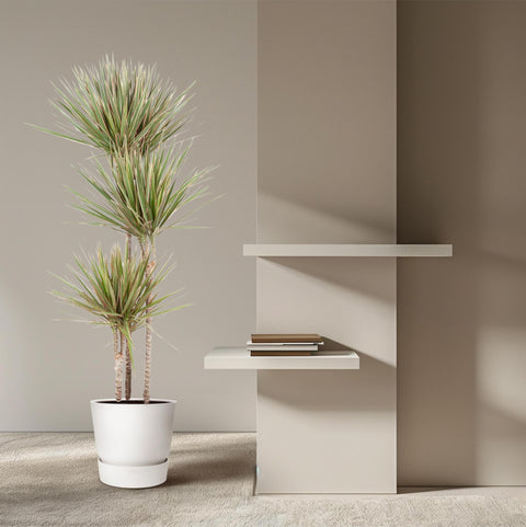 Dracaena 'Bicolor' 150cm - Pflegeleichte Zimmerpflanze kaufen bei PlantMyHome