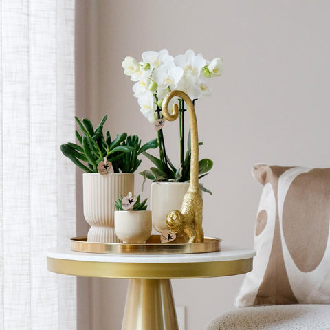 Komplettes Pflanzenset Luxury Living | Grünpflanzen mit weißer Phalaenopsis-Orchidee inkl. Keramik-Ziertöpfe und Zubehör