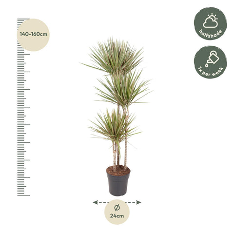 Dracaena 'Bicolor' 150cm - Pflegeleichte Zimmerpflanze kaufen bei PlantMyHome