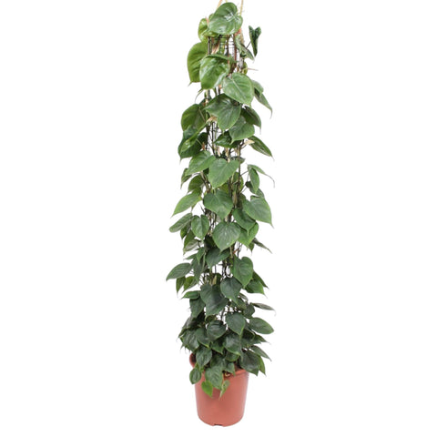 Philodendron Scandens am Rankgitter | 160cm